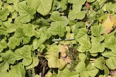 Cissus quadrangularis