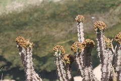Euphorbia momccoyae