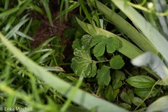 Phytomyza minuscula group