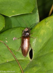 Hemicrepidius decoloratus