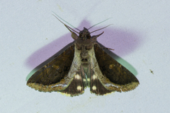 Ercheia cyllaria