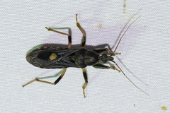Ectomocoris