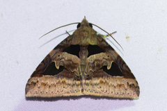 Avatha bubo