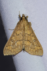 Pachynoa grossalis
