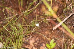 Eriocaulon aquaticum