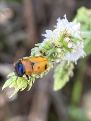 Coptocephala