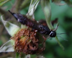 Xiphydria prolongata