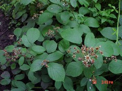 Rubus rufescens