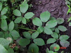 Rubus rufescens