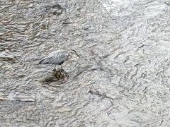 Ardea cinerea