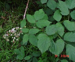 Rubus lindleianus