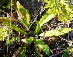 Picris japonica kamtschatica