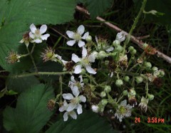 Rubus lindleianus
