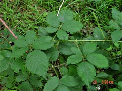 Rubus lindleianus