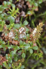 Salix tschuktschorum