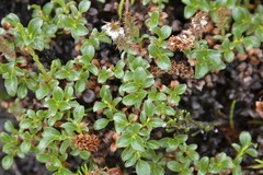 Salix tschuktschorum