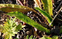 Picris japonica kamtschatica