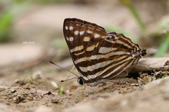 Dodona maculosa