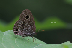 Ypthima prattii