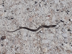 Chalcides chalcides