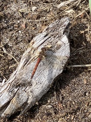 Sympetrum sanguineum