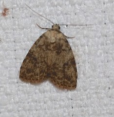 Tolpia conscitulana