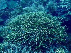 Porites cylindrica