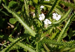 Achillea alpina camtschatica