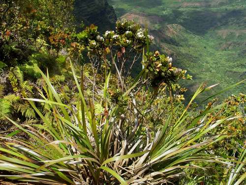 Machaerina angustifolia