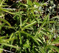 Achillea alpina camtschatica