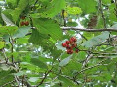 Crataegus maximowiczii