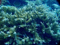 Acropora echinata