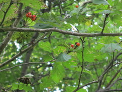 Crataegus maximowiczii
