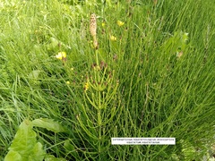 Equisetum palustre