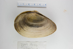 Mya pseudoarenaria