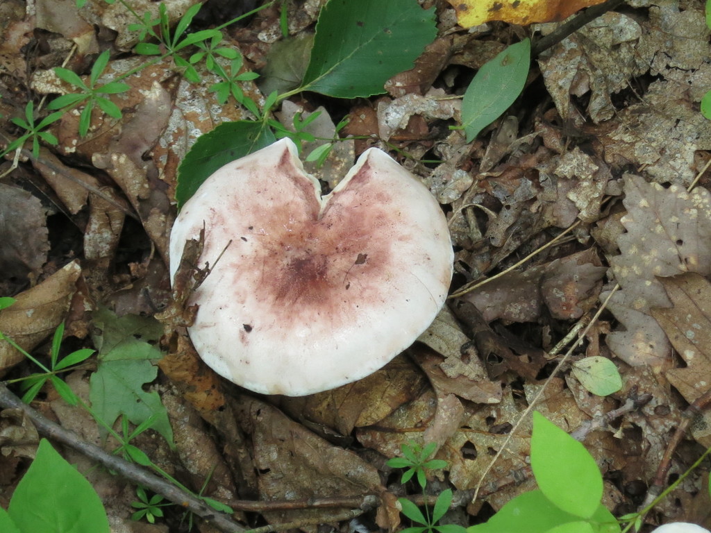 Hygrophorus russula · August 2020 · photo: © repta (iNaturalist, cc-by)