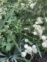 Astrantia