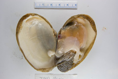 Mya pseudoarenaria