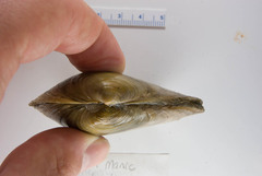 Mya pseudoarenaria