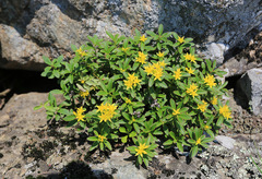 Phedimus middendorffianus