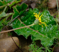 Othonna heterophylla
