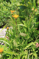 Hypochaeris ciliata