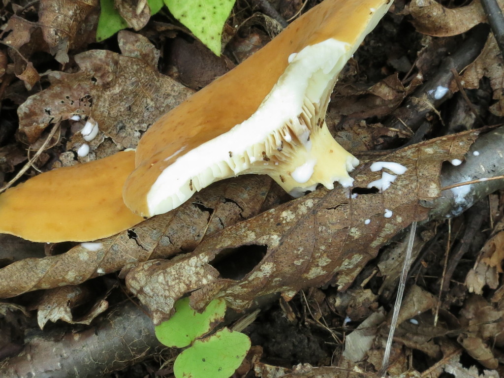 Lactifluus volemus · August 2020 · photo: © repta (iNaturalist, cc-by)