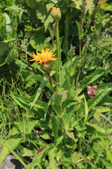 Hypochaeris ciliata
