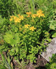 Hypericum attenuatum