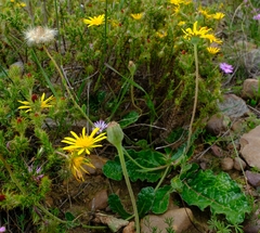 Othonna heterophylla