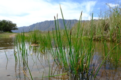 Eleocharis limosa