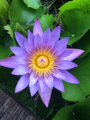 Nymphaea elegans