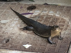 Broadleysaurus major