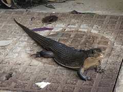 Broadleysaurus major